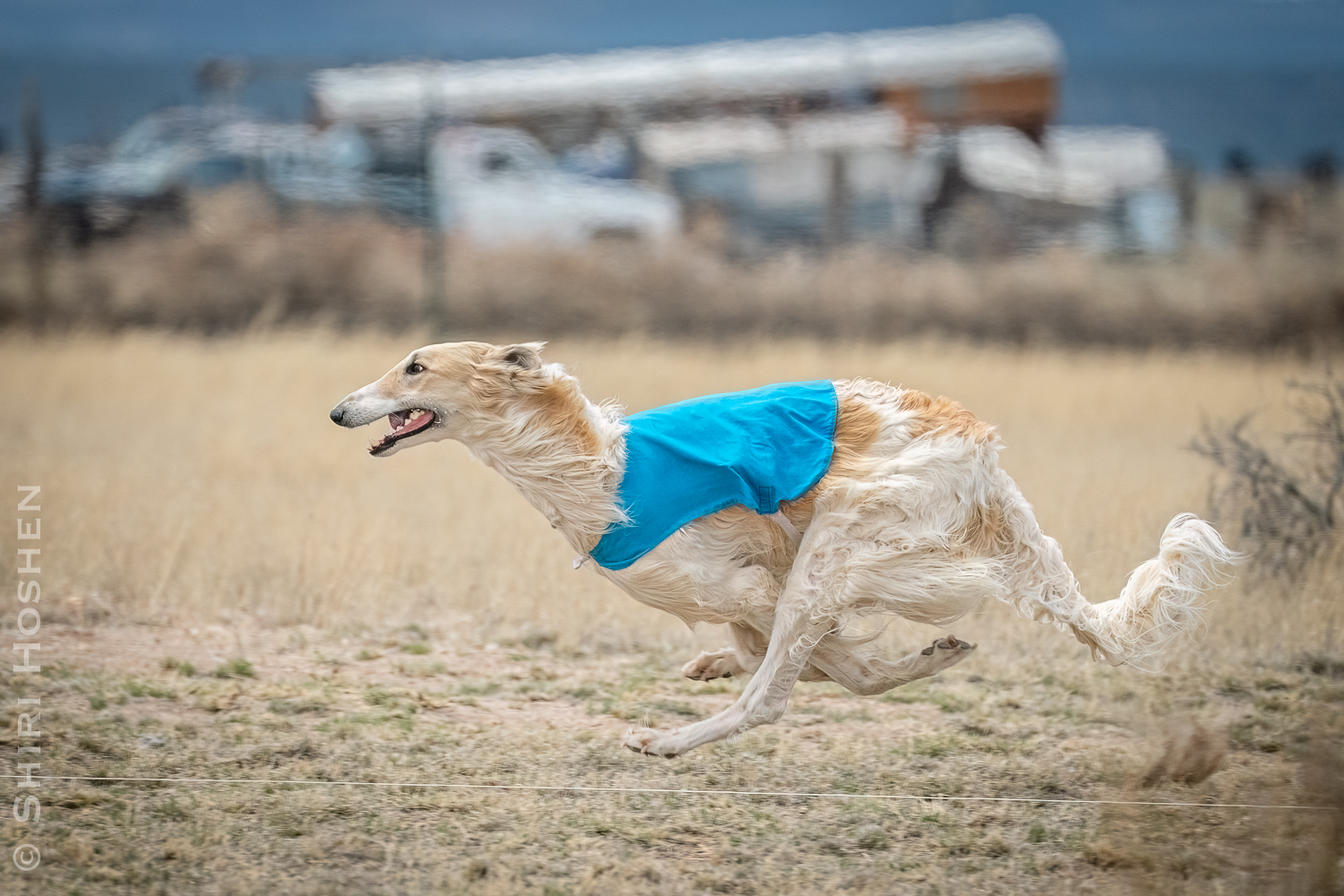 Sighthound running a lure course